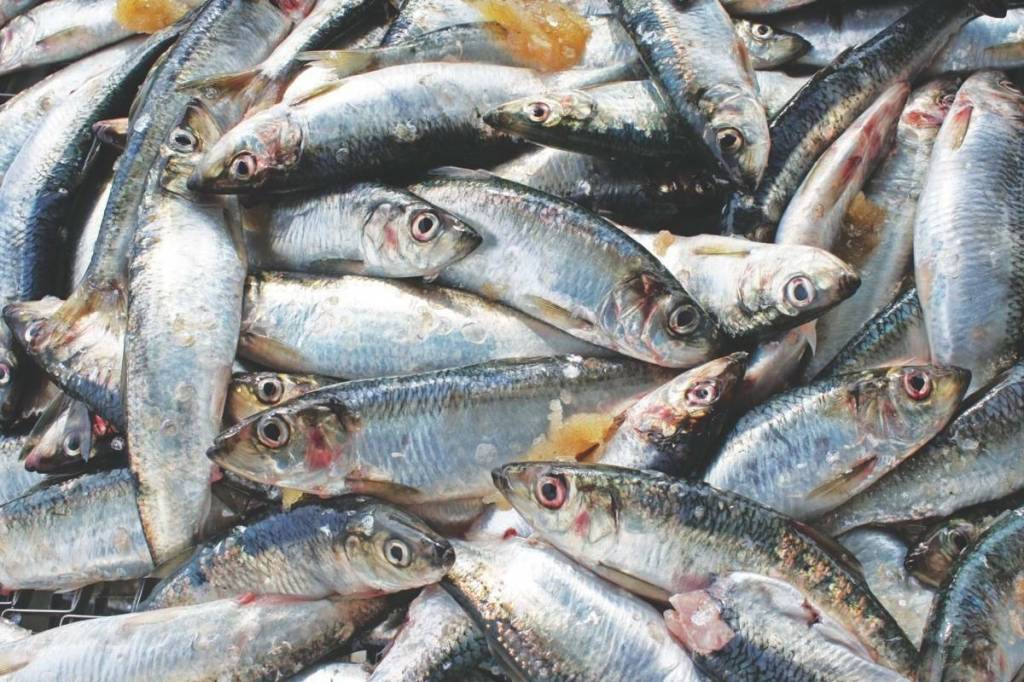 Victoria fish market hosting 15th annual herring sale for kids with cancer