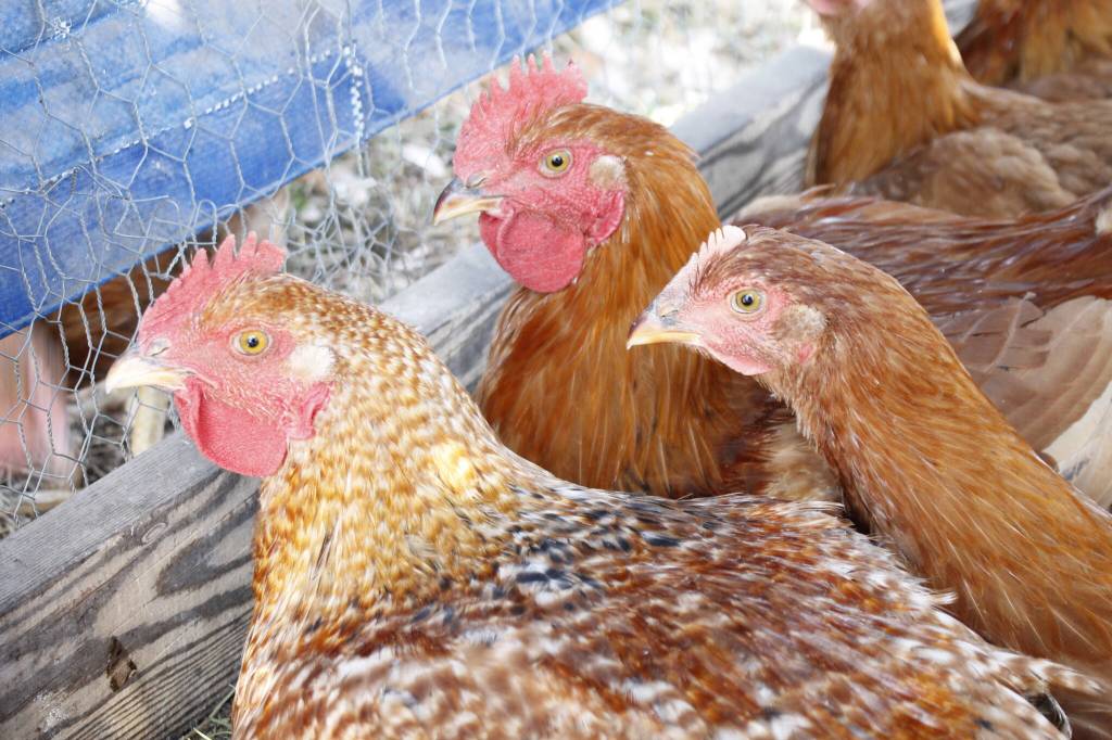 Avian flu detected at Greater Victoria non-commercial poultry farm