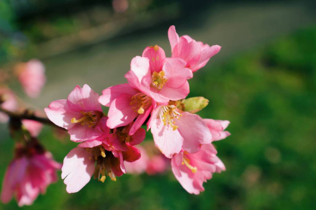 Experts point to climate change as root cause of Victoria’s January blossoms