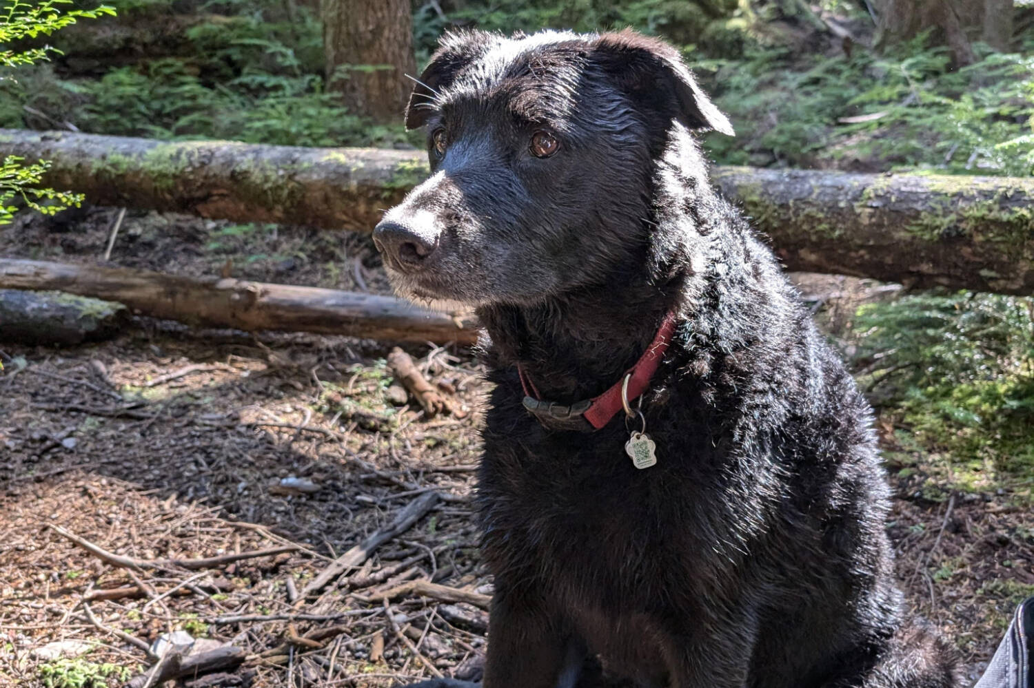 LETTER : No room for dogs in council vision for Saanich parks