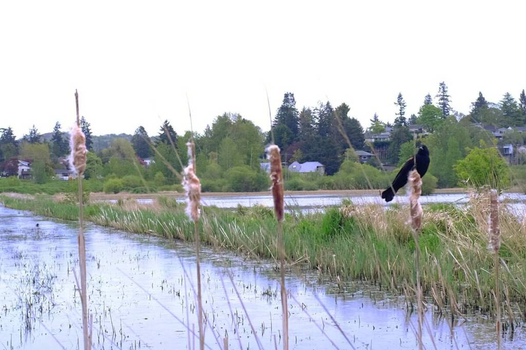 For the birds: Saanich looks at full off-leash dog ban for Panama Flats
