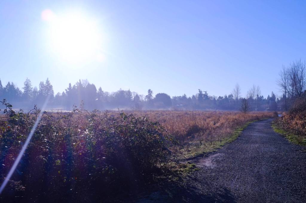 LETTER: Areas like Saanich’s Panama Flats are vanishing quickly