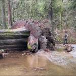 A large veteran western redcedar tree lies across the river in the Goldstream Park day-use area. (Ministry of Environment)