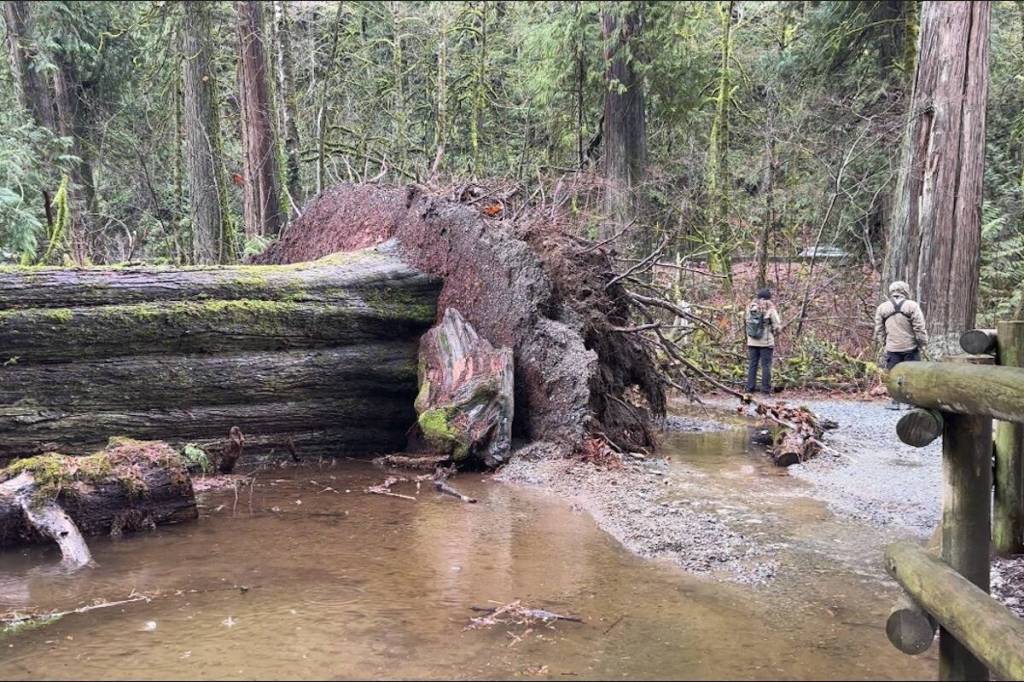 A large veteran western redcedar tree lies across the river in the Goldstream Park day-use area. (Ministry of Environment)