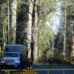 An arborist removes branches from a tree in Goldstream Provincial Park Wednesday, Jan. 21. (Ben Fenlon/Goldstream Gazette)