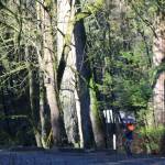 An arborist removes branches from a tree in Goldstream Provincial Park Wednesday, Jan. 21. (Ben Fenlon/Goldstream Gazette)