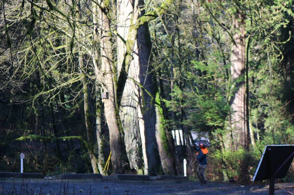 An arborist removes branches from a tree in Goldstream Provincial Park Wednesday, Jan. 21. (Ben Fenlon/Goldstream Gazette)