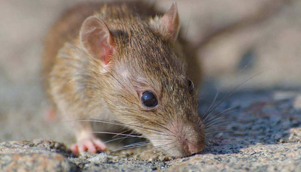Victoria looks to strengthen rodent control after residents raise concerns