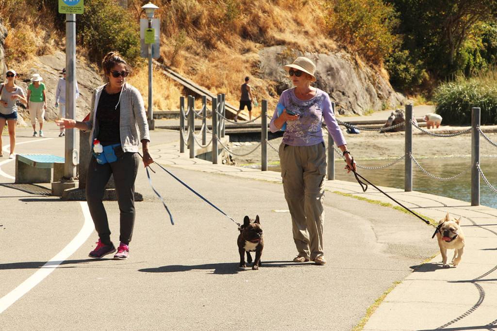 Esquimalt residents love their Labs, the most popular dog of 2025