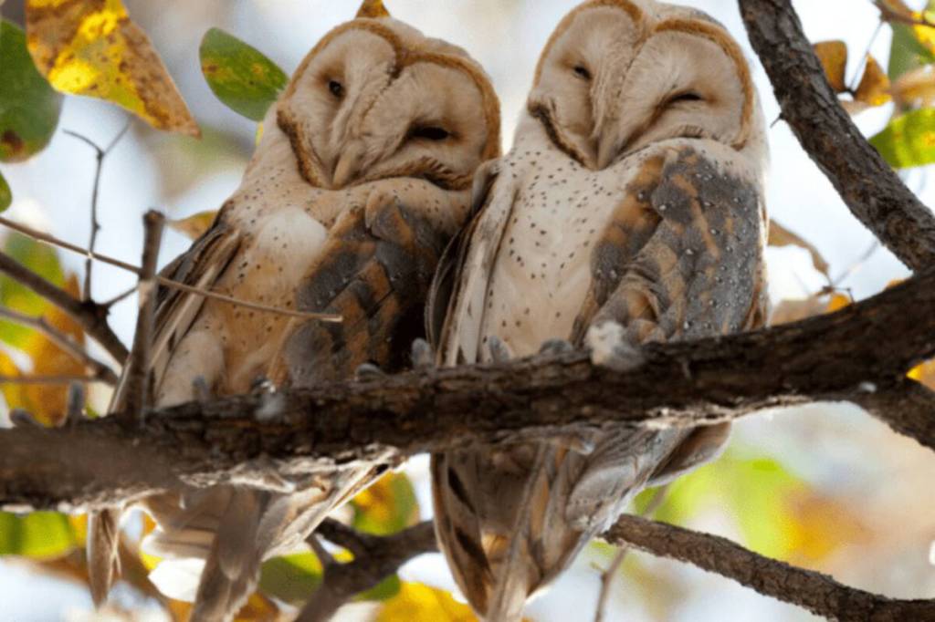 Wild romance: West Shore centre celebrates ‘animals that mate for life’