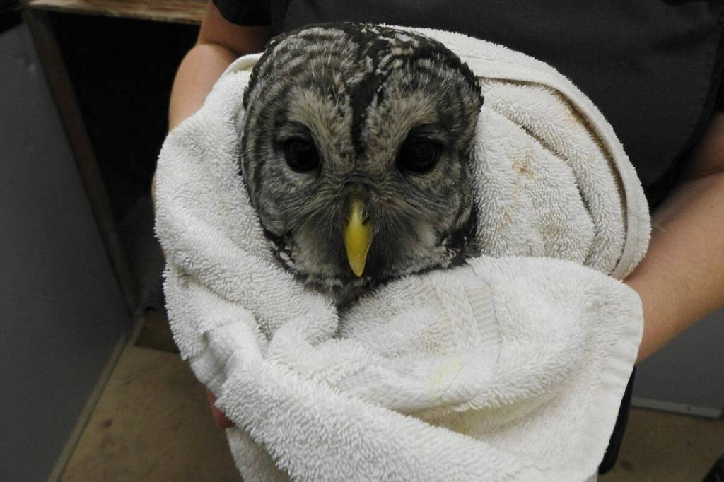 Drivers urged to watch for low-flying owls in Greater Victoria