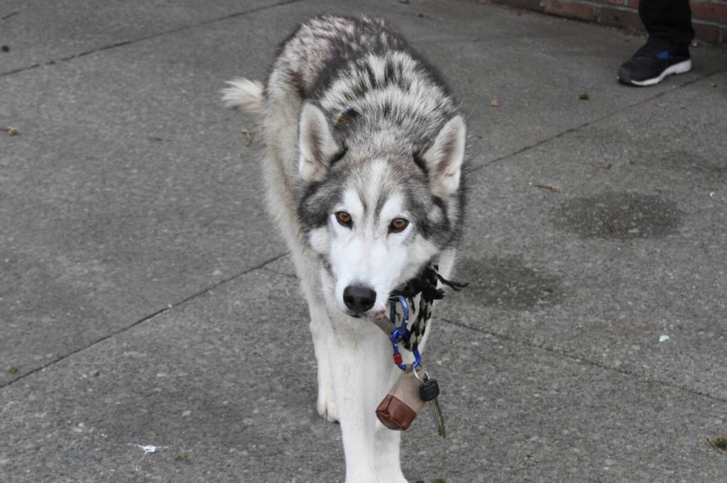 LETTER: Victoria SPCA wrong to euthanize wolfdog
